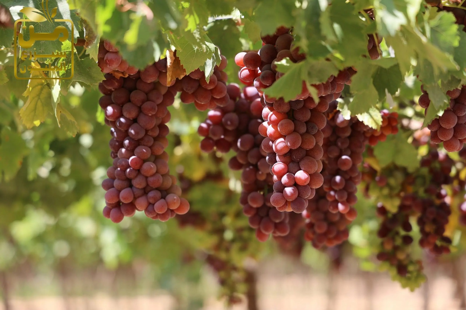 أبرزها صناديق كرتونية وحاويات مبردة، تعرف على طرق تعبئة وشحن العنب المصري -  إيجي إن