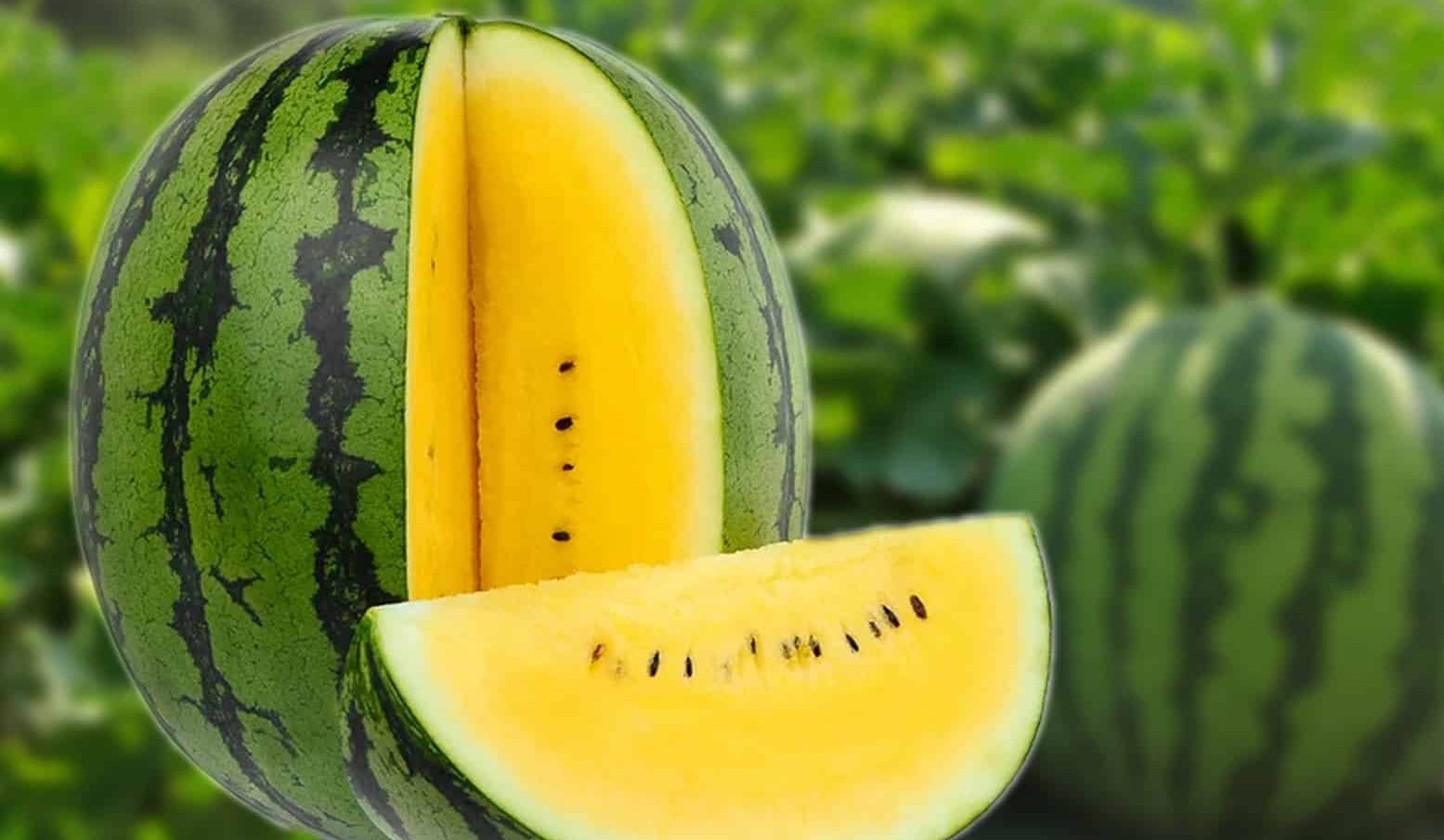 موقع إيجي إن | البطيخ الأصفر يغزو الأسواق, ونقيب الفلاحين: طعمه حلو وسعره مُر