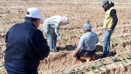 بحوث الصحراء ينظم حقول إرشادية لزيادة الإنتاجية باستخدام الأسمدة الحيوية والعضوية