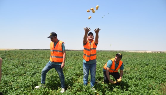 شركة الدولية للمحاصيل الزراعية