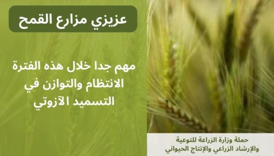  توصيات هامة لتجنب آثار الصقيع على زراعات القمح والفول