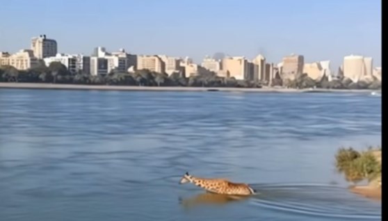 هروب زرافة