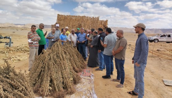 جانب من الجولات الميداينة جانب من الجولات الميداينة