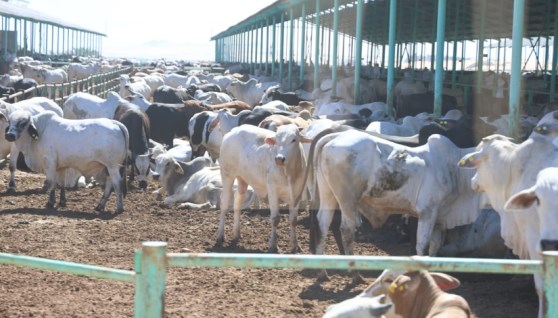 رأس عجل بقري برازيلي رأس عجل بقري برازيلي