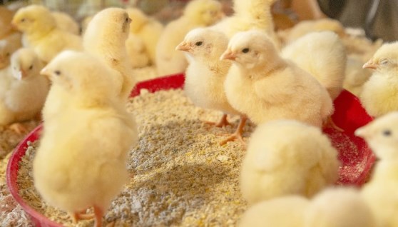 أسعار الكتاكيت اليوم