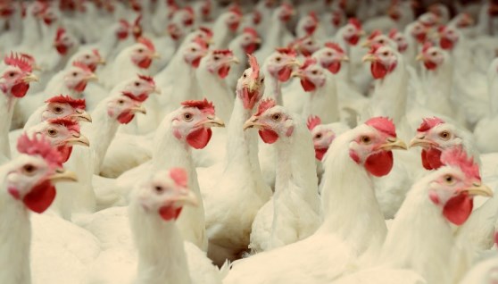 أسعار الفراخ البيضاء اليوم أسعار الفراخ البيضاء اليوم