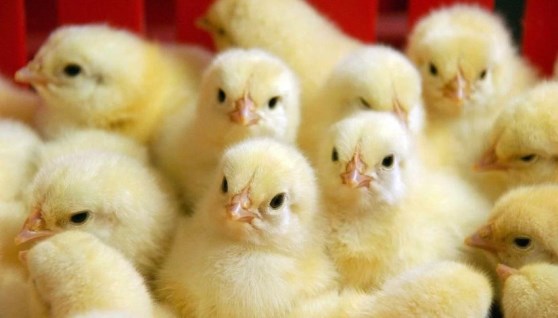 أسعار الكتاكيت اليوم أسعار الكتاكيت اليوم