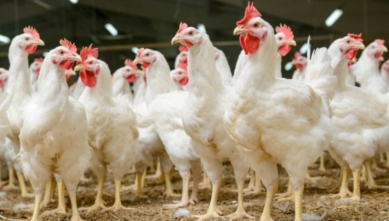 فراخ بيضاء  فراخ بيضاء