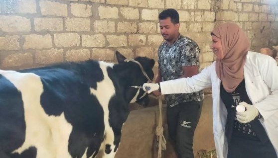 تحصين أكثر من 421 ألف رأس ماشية  تحصين أكثر من 421 ألف رأس ماشية