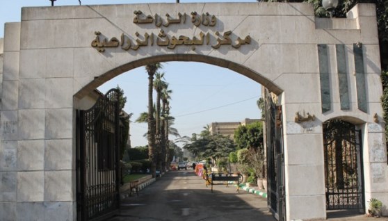 مركز البحوث الزراعية 