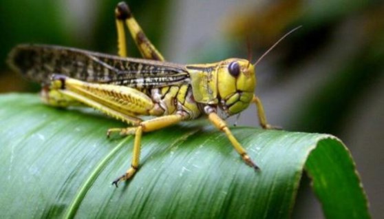 جراد صحراوي - أرشيفية جراد صحراوي - أرشيفية