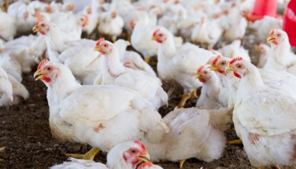 الفراخ البيضاء صورة أرشيفية 