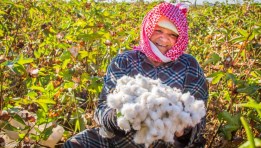 القطن