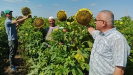 حقول عباد الشمس