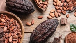 صناعة الكاكاو العالمية 