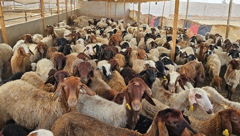 مزرعة أغنام