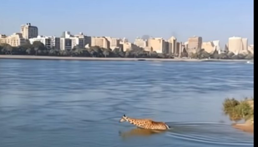 هروب زرافة هروب زرافة
