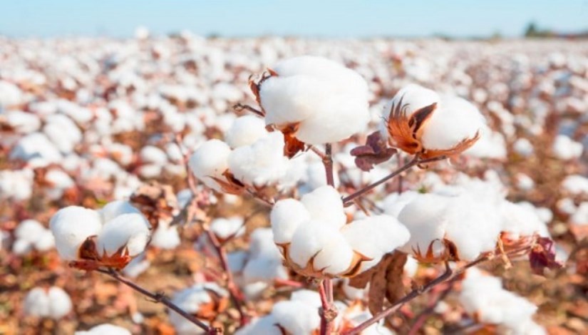 القطن 