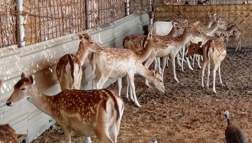 غزلان غزلان
