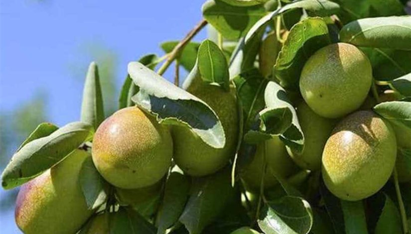 الجوجوبا الجوجوبا