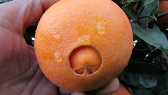 برتقال السرة 