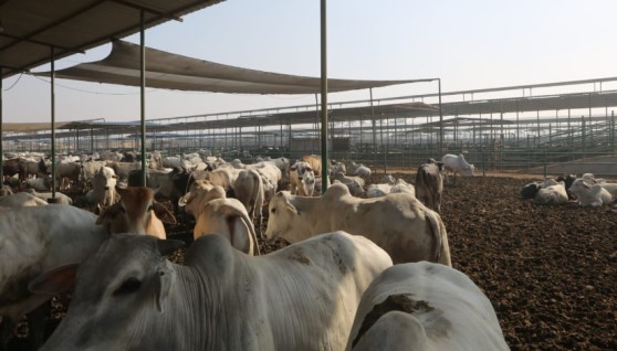 تحصين الماشية