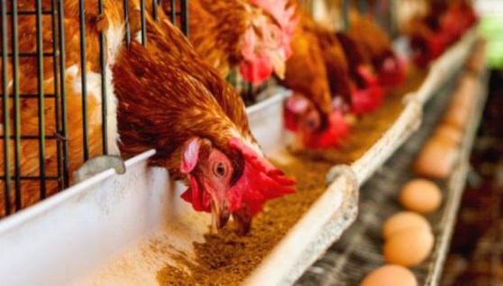 أعلاف الدواجن- أرشيفية