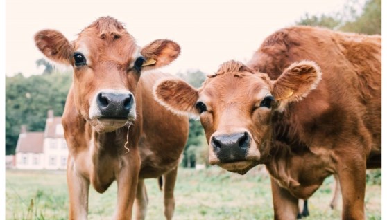 أبقار جيرسي