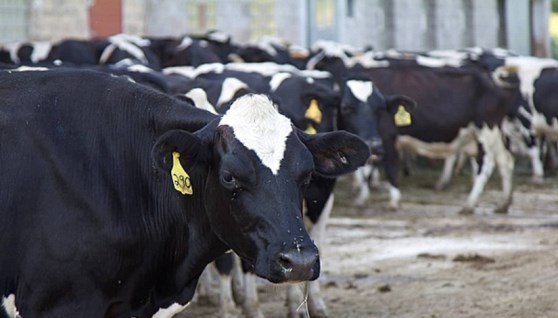 أبقار هولشتاين