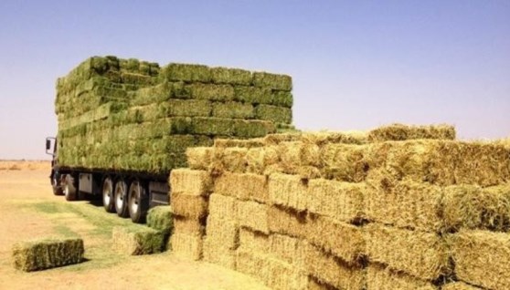 الأعلاف الخضراء