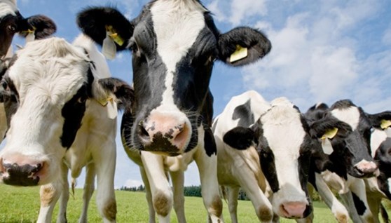 أبقار هولشتاين