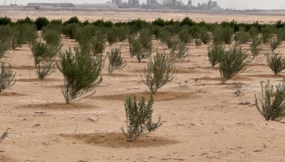 شتلات أشجار زيتون 