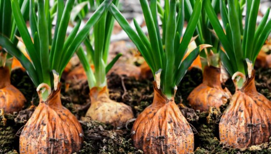 زراعة البصل