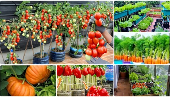  زراعة الخضار