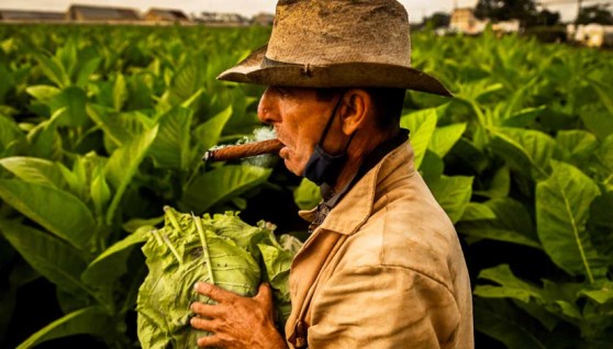 صناعة التبغ