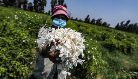 هل يستمر نمو العطور المصري بينما ينهار "الياسمين" في الدلتا؟