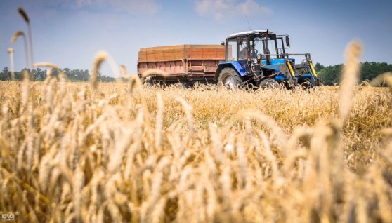 القمح - صورة أرشيفية