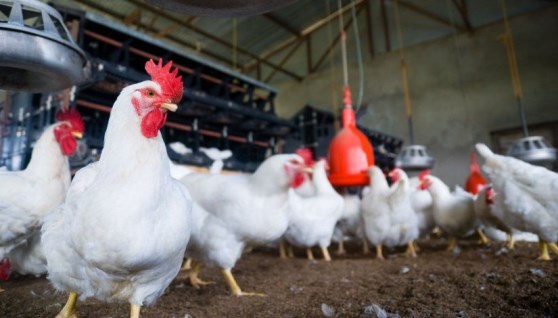 أسعار الفراخ البيضاء