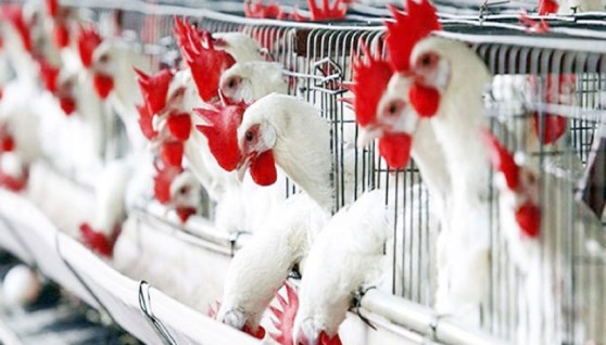 الحصول على تراخيص مزارع الدواجن الجديدة