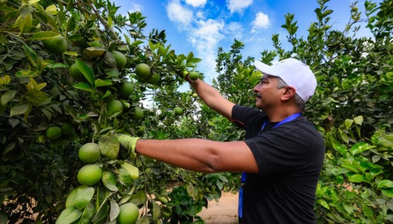محصول البرتقال