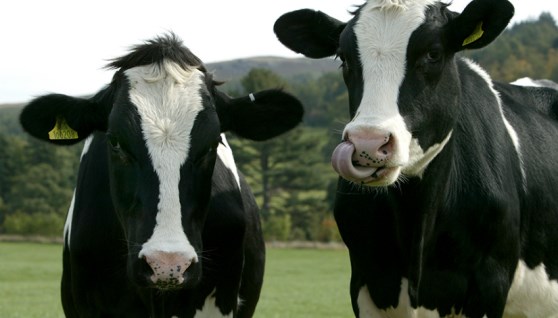 الحمى القلاعية