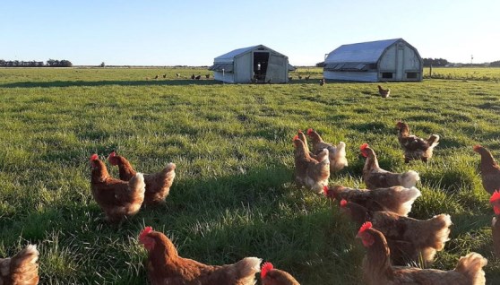 أسعار الدواجن