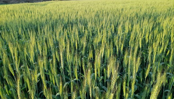 زراعة القمح