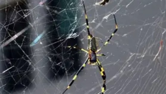 مستعمرة عناكب