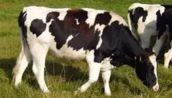 بقرة هوليشتاين