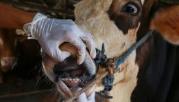 مرض حمى القلاعية