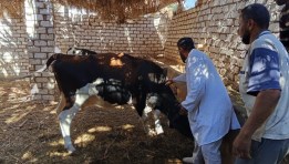 تحصين الماشية ضد الحمى القلاعية