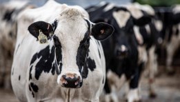 الأبقار الهولشتاين