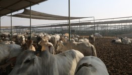 تحصين الماشية