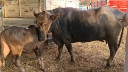 جاموس إيطالي 